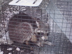 Greensboro, NC Raccoon Removal by trapping